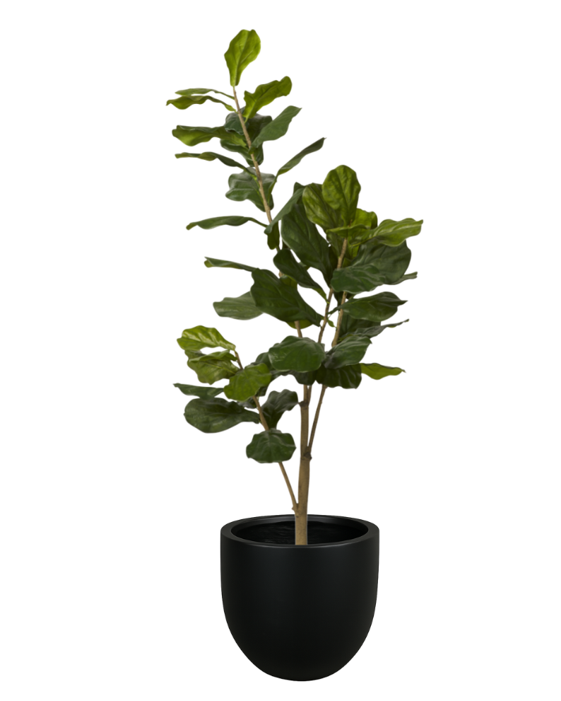5' Fiddle Leaf Fig in Planter PC1031