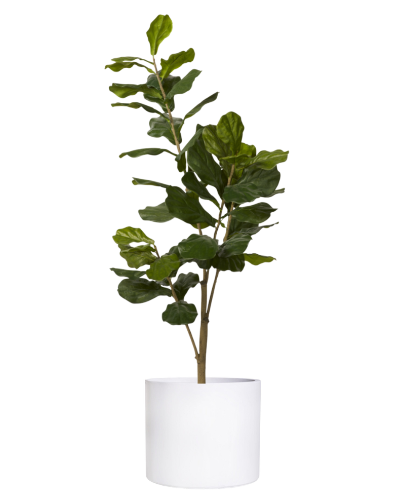 5' Fiddle Leaf Fig in Planter PC1031
