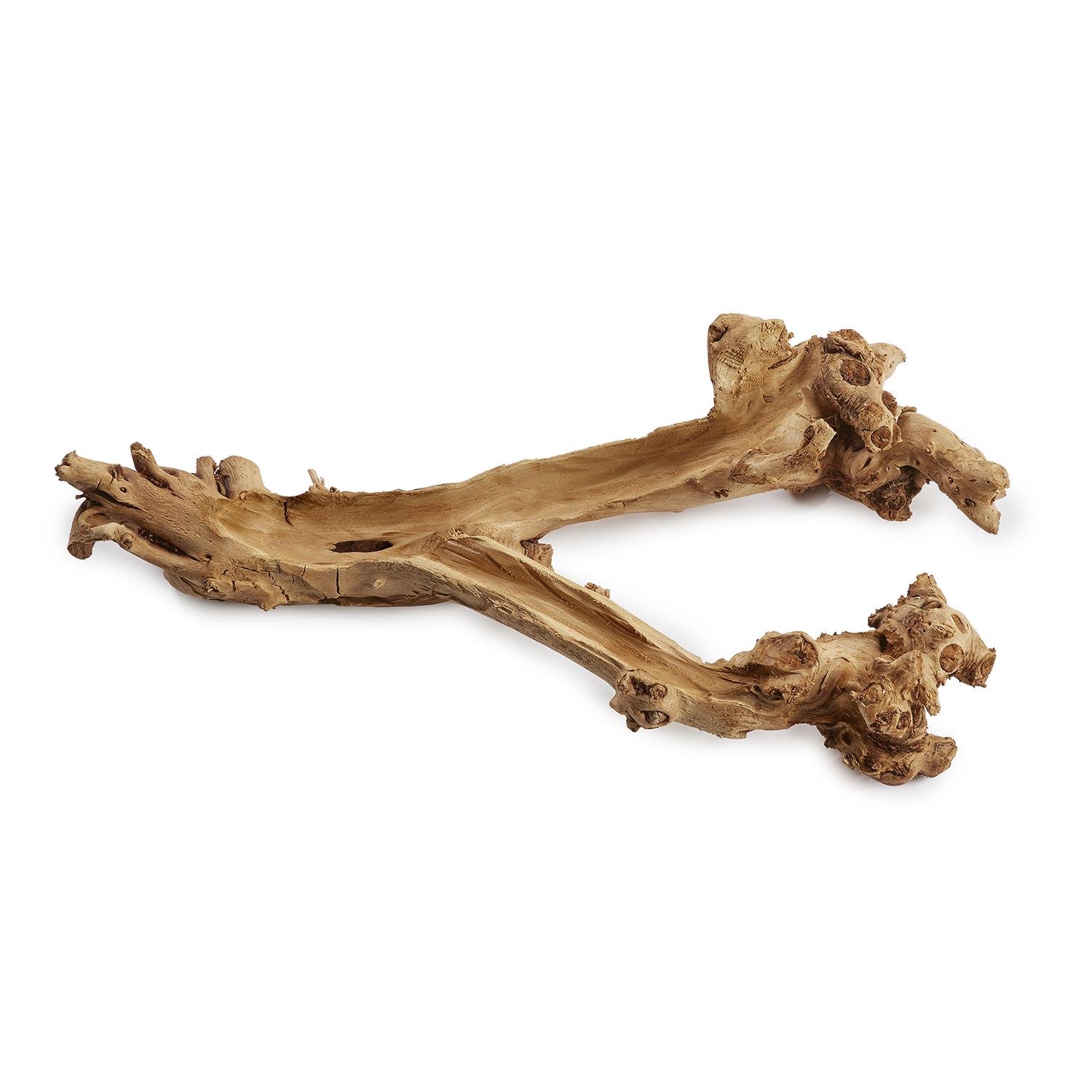 14" Charleston Mulberry Root   WD1014