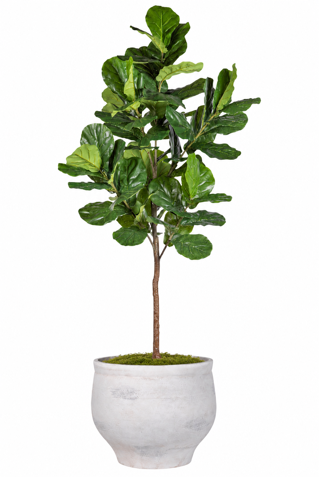 Fiddle Leaf Fig in Mason Planter with Sheet Moss PC1513CN1480LG