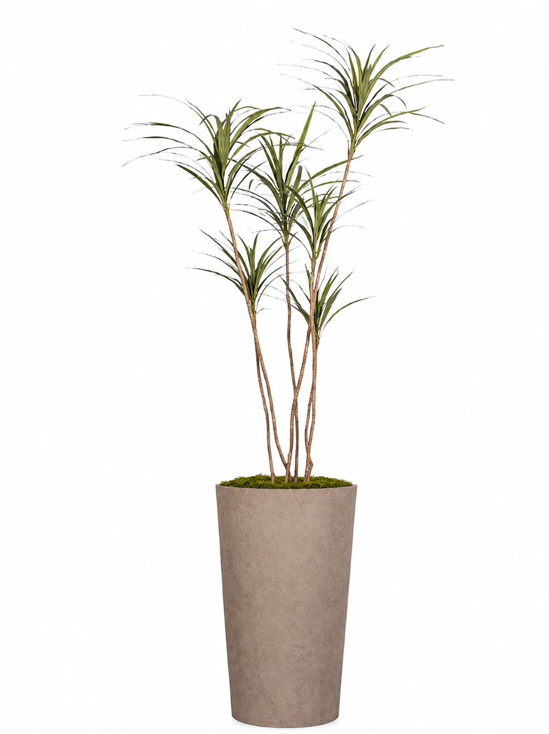 Dracaena Tree in Lester Planter with Sheet Moss PC1430CN1467LG