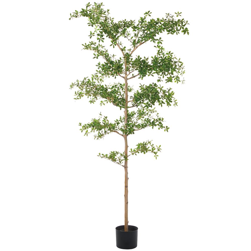 8' Shady Lady Black Olive Tree     FP1447