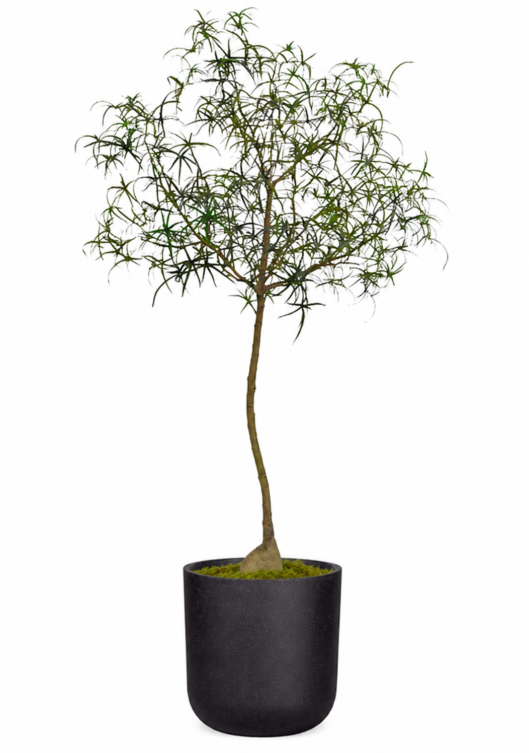8' Queensland Bottle Tree in Sven Planter with Green Spanish Moss PC1437CN1463LG