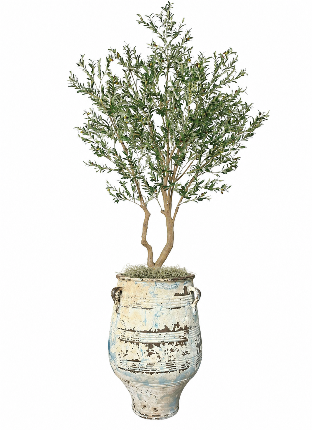 10' Olive Tree in Gemma Planter with Spanish Moss   PC1420CN1377