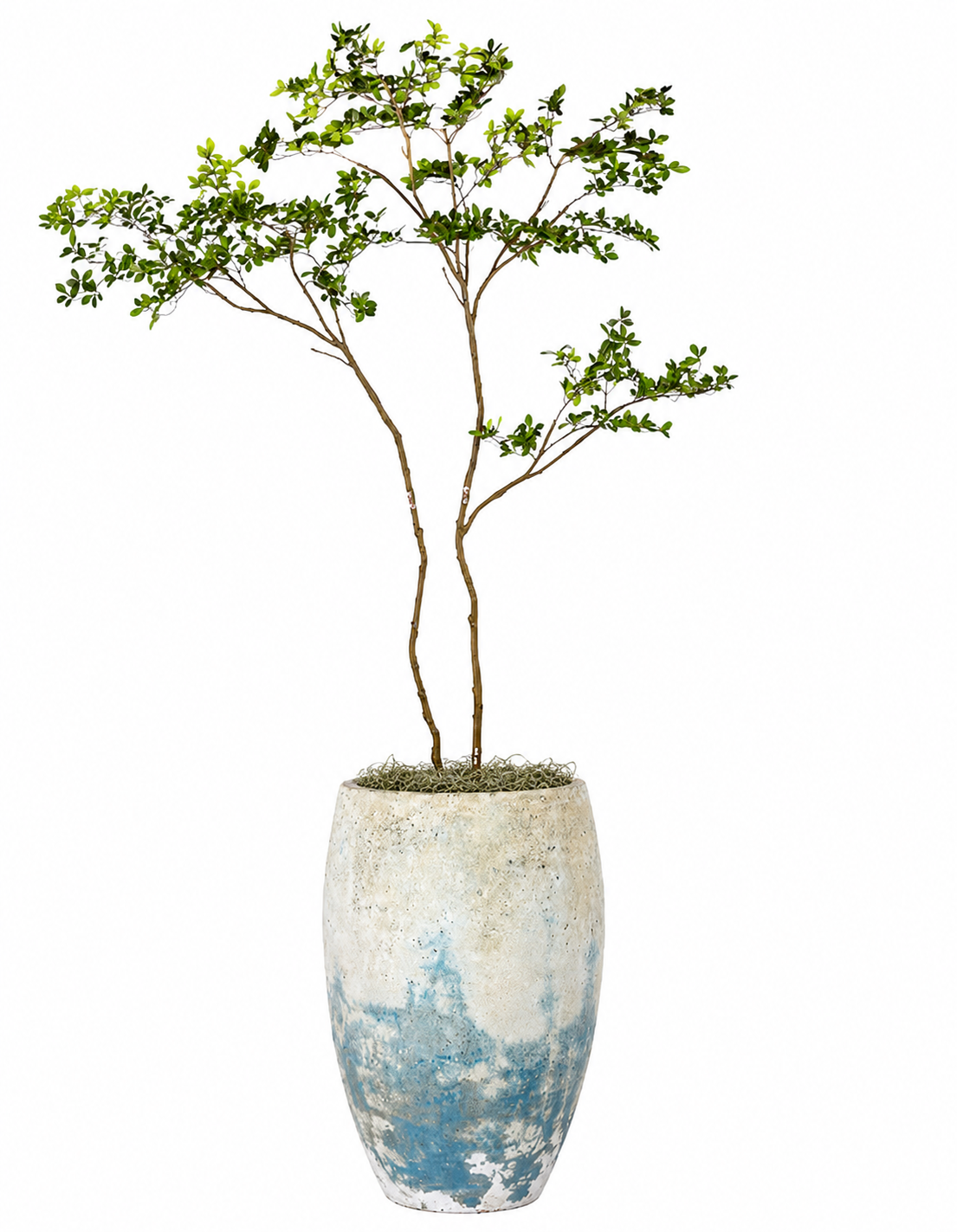 11' Gardenia Tree in Argos Planter with Spanish Moss PC1475CN1373TLLG