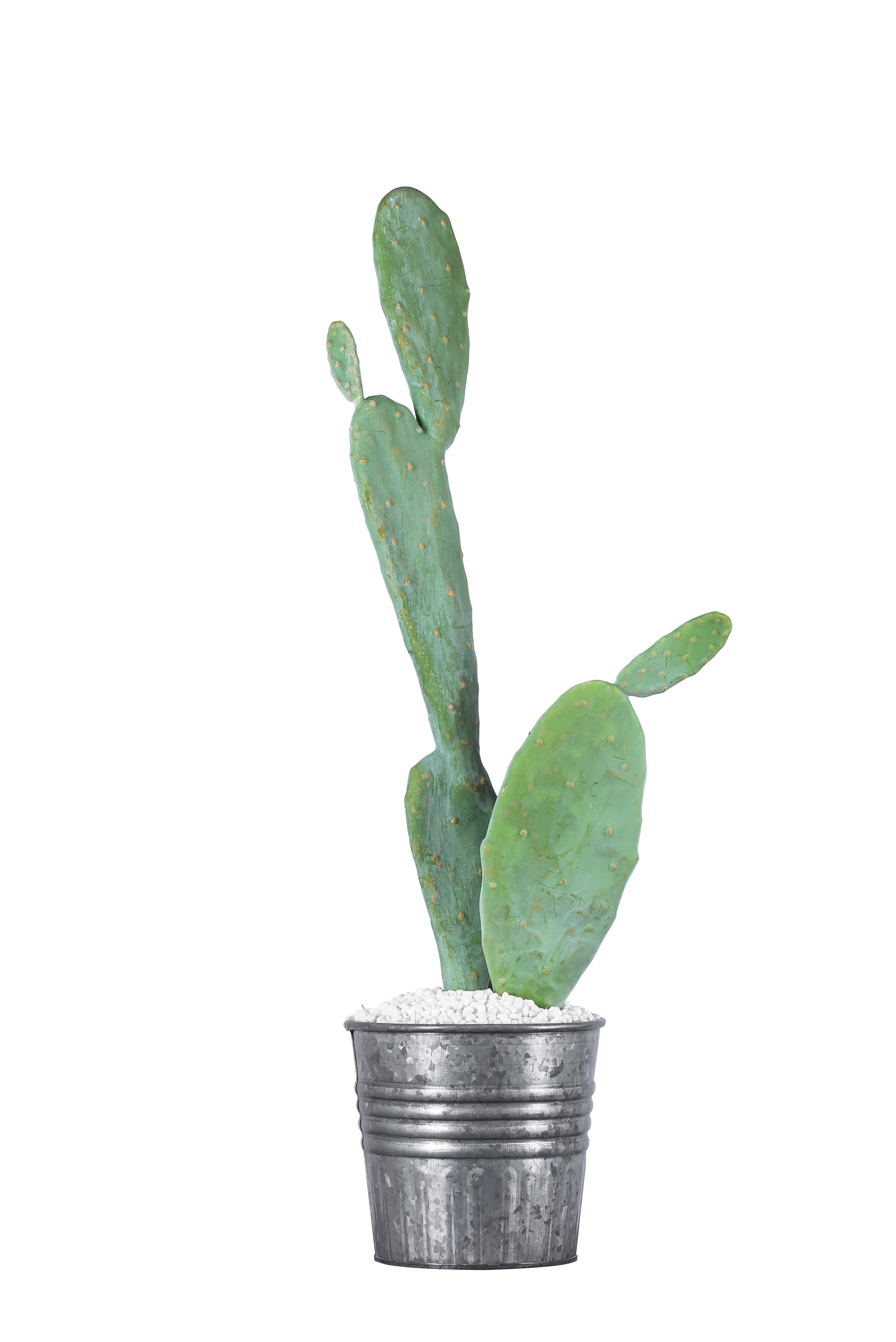 29.5" Pear Cactus Stem   CC1015