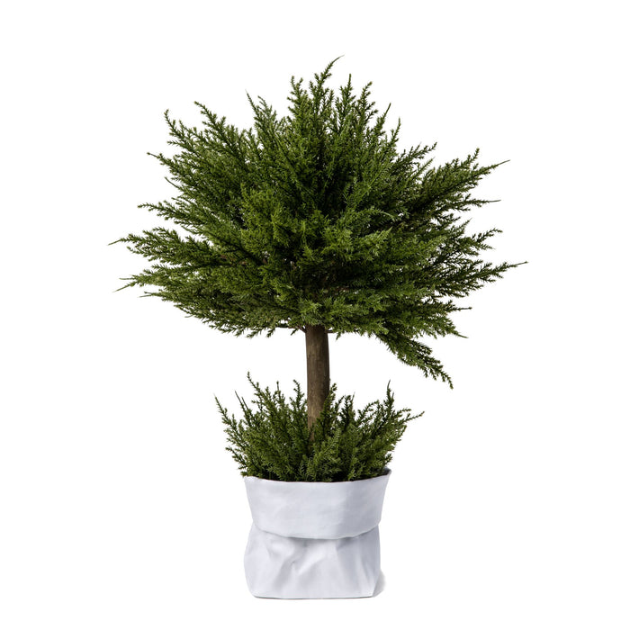 2' Cypress Topiary PP1011