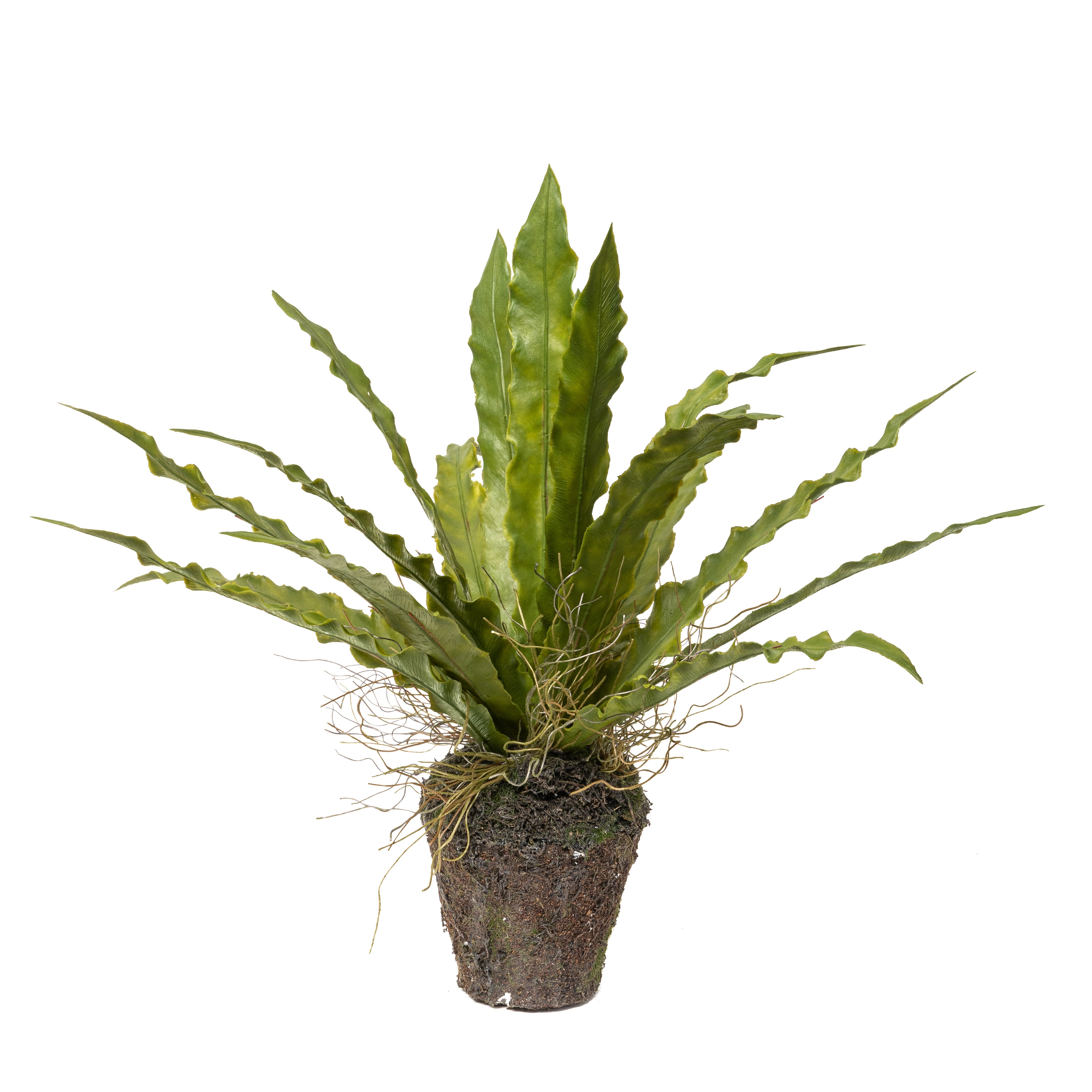 14" Drop In Birds Nest Fern     PP1039