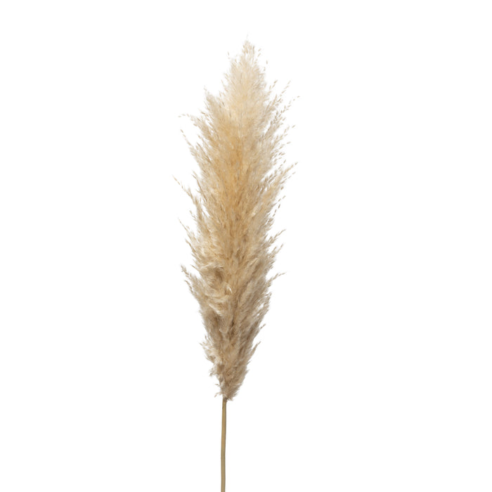 Tan Real Pampas Grass (Pack of 5)   ST1105