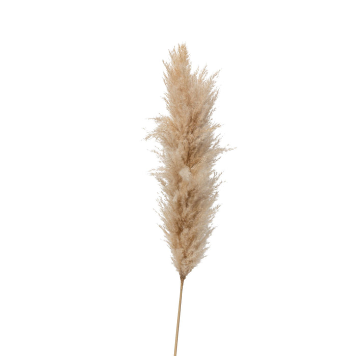 Tan Real Pampas Grass (Pack of 5)   ST1105