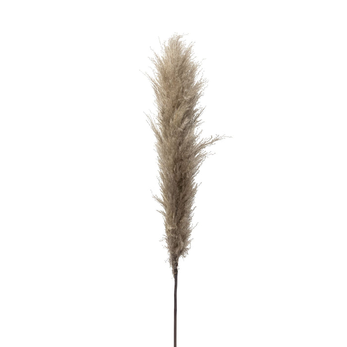 Grey Real Pampas Grass (Pack of 5)  ST1106