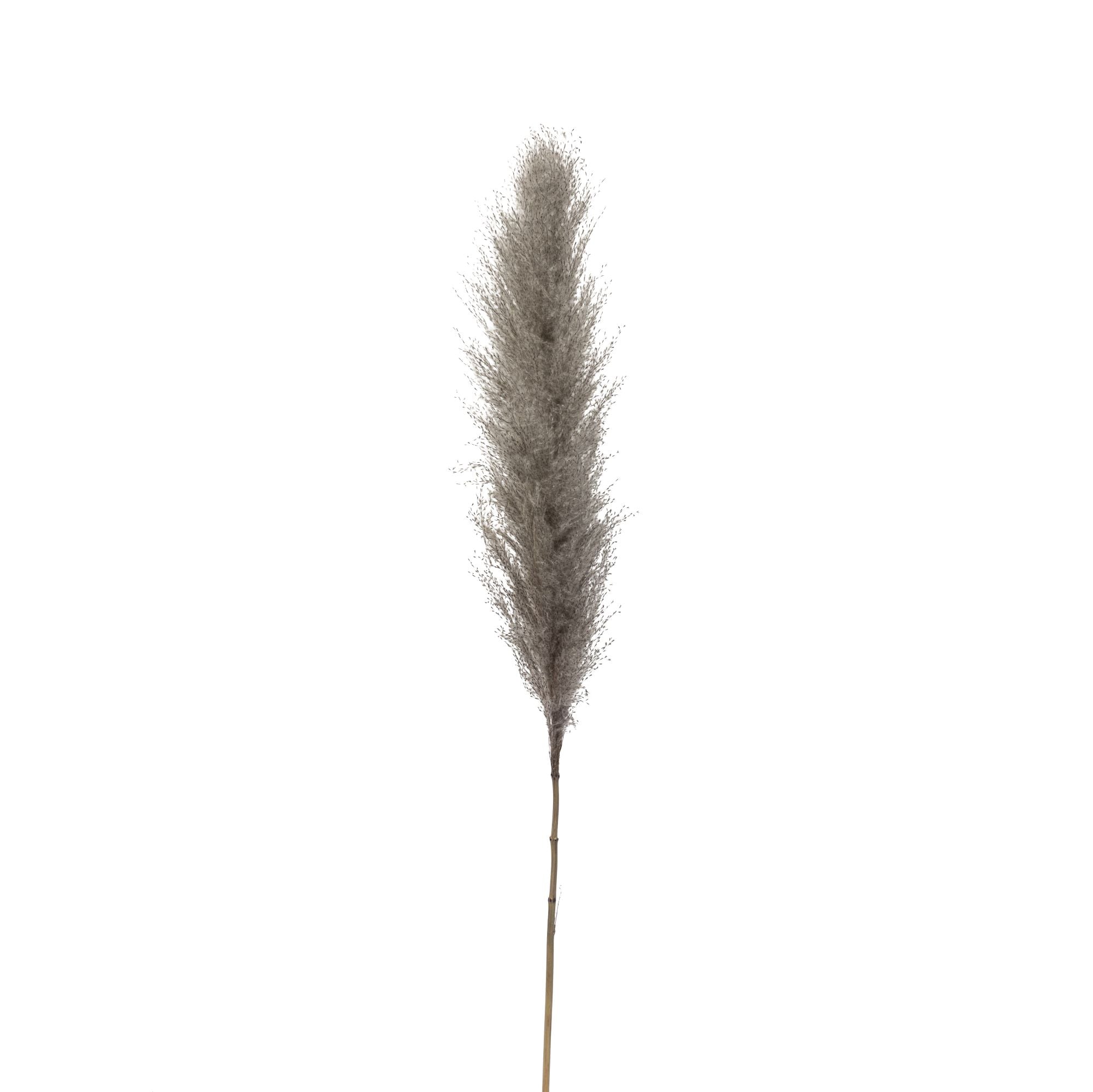 Grey Real Pampas Grass (Pack of 5)  ST1106