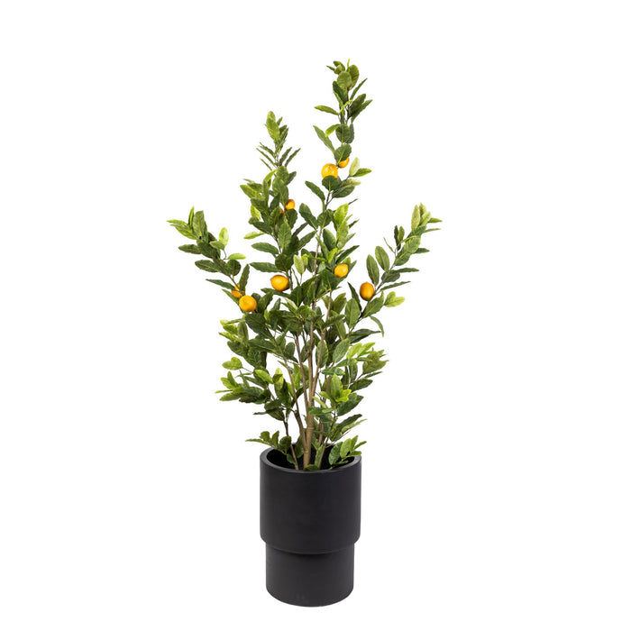 6’ Lemon Tree in a Large Black Lucca with Spanish Moss   PC1169BKLU