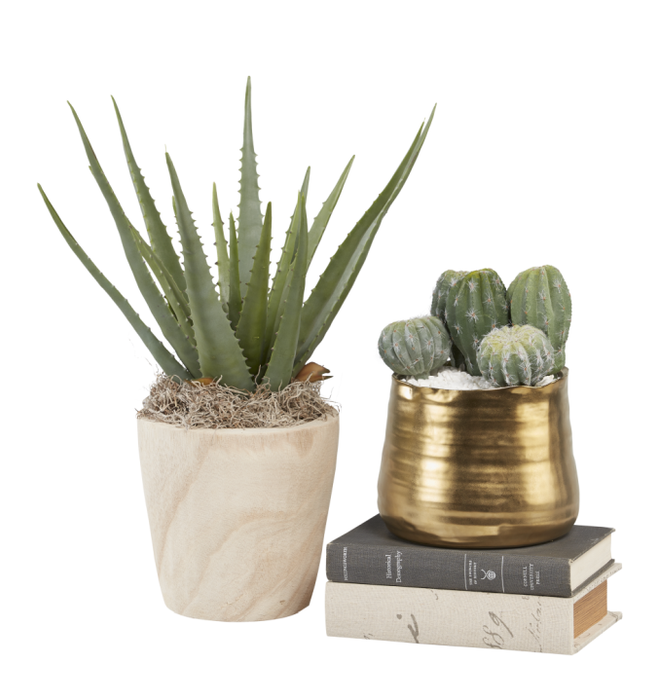 7" Sedona Tapered Pot with Aloe Plant AR1010