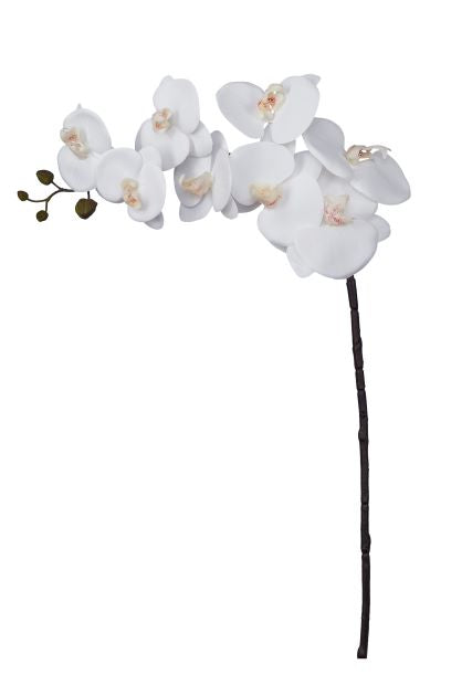 37" Phalaenopsis 8 Flowers  FL1014