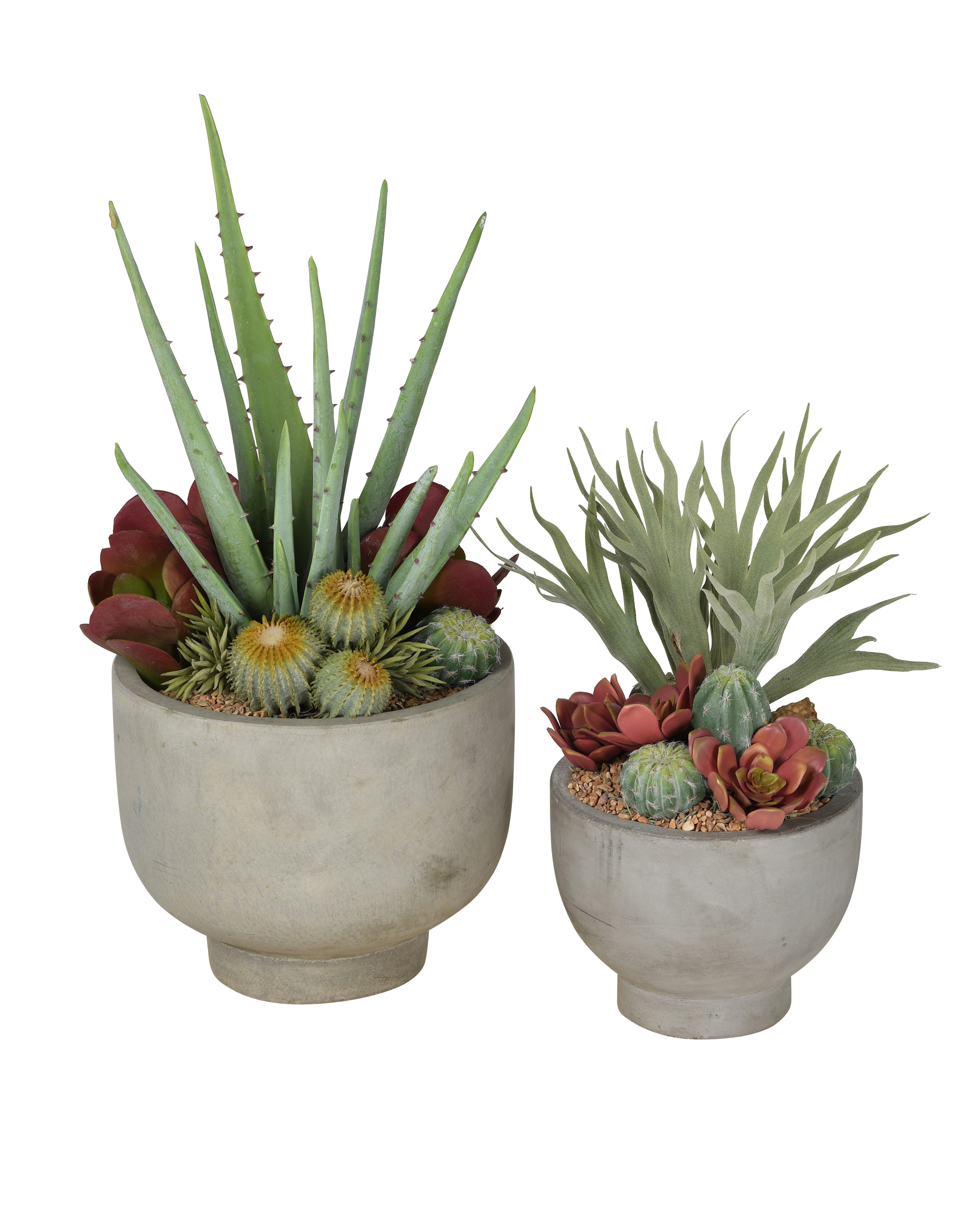 9" Mack Concrete Compote Bowl with Staghorn Fern & Mixed Succulents   AR1067