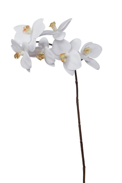 28" Phalaenopsis Orchid    6 Flowers  FL1009