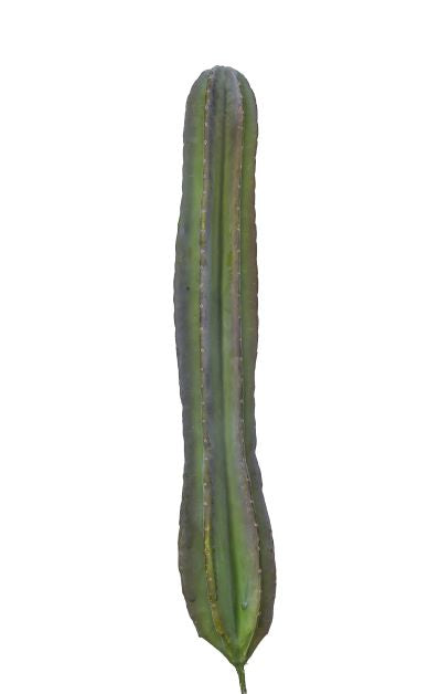26" Barrel Cactus Stem  CC1014