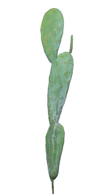 29.5" Pear Cactus Stem   CC1015