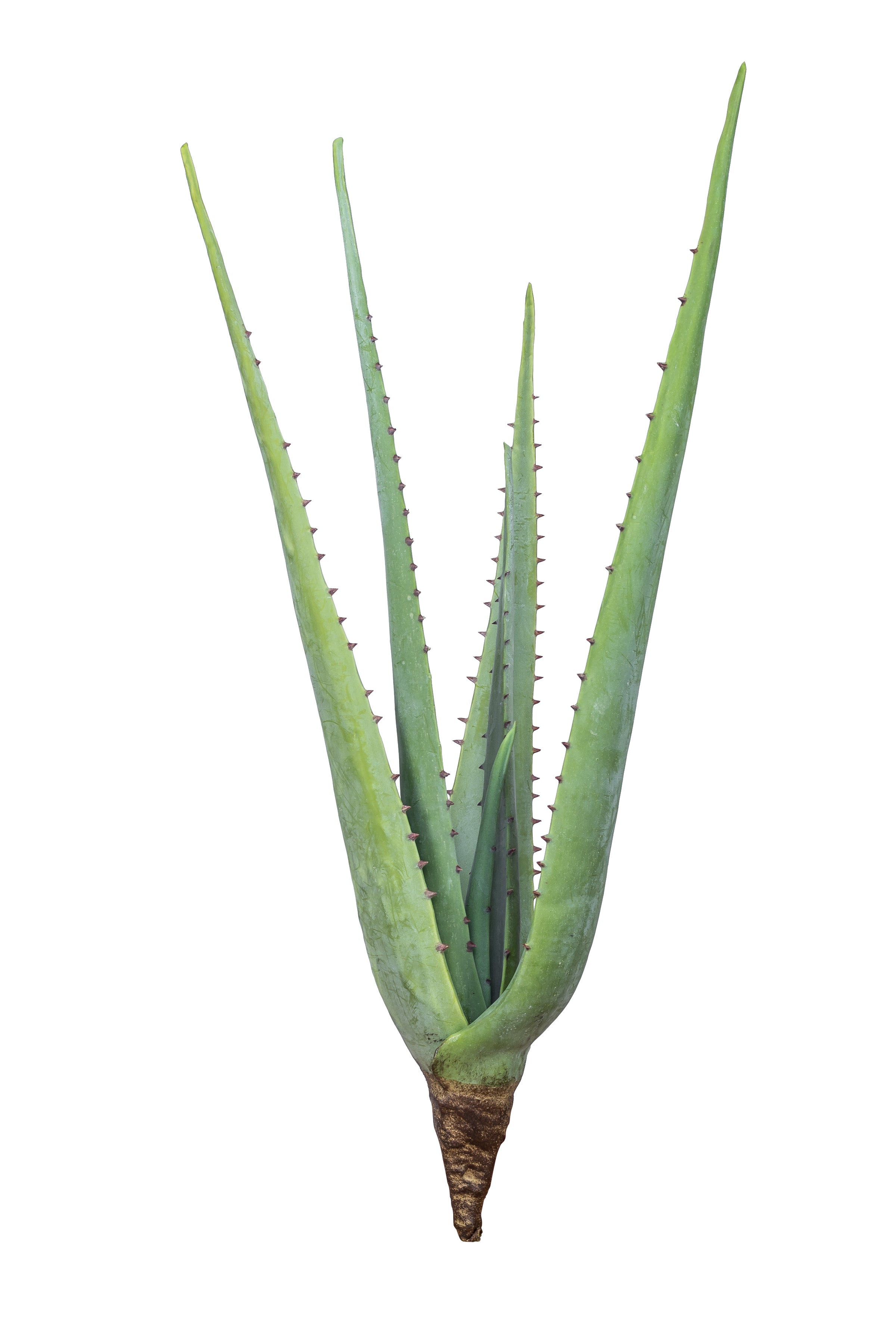 30" Aloe Stem  AV1016