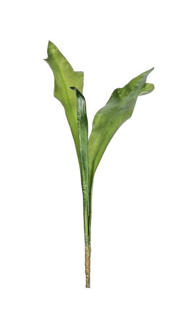 19" Staghorn Fern ST1032