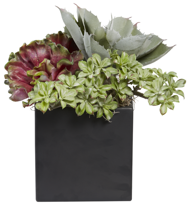6” Black Harley Square with Mixed Succulents AR1004