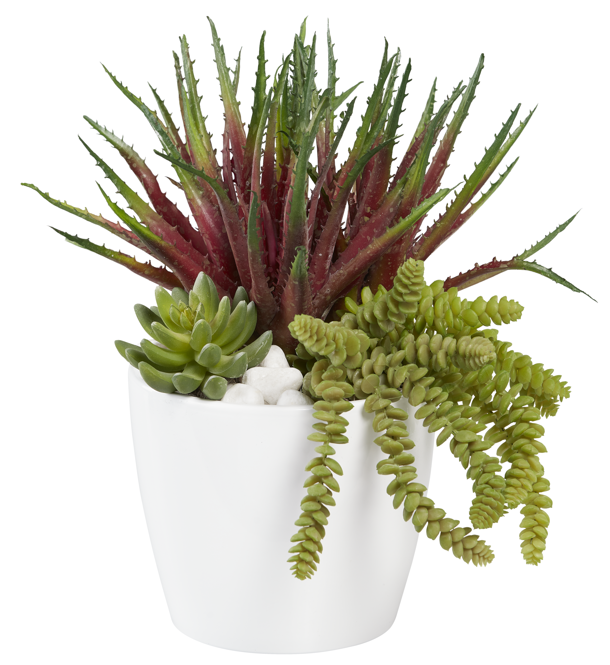 Succulent Arrangement in White Ardie Pot  AR1008