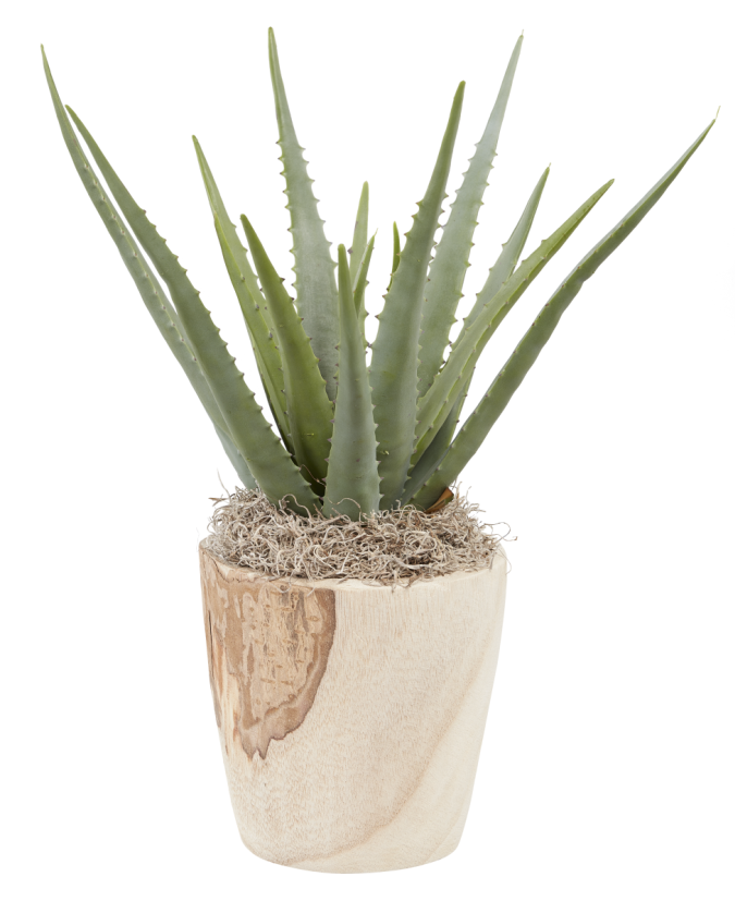 7" Sedona Tapered Pot with Aloe Plant AR1010