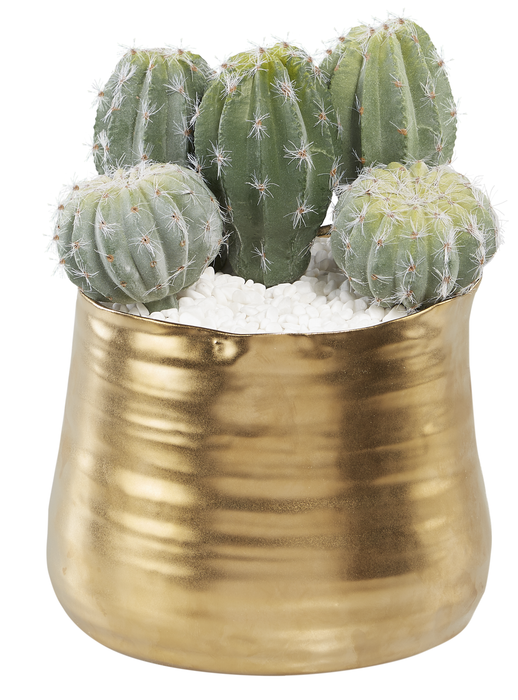 3" Ball Cactus  CC1004