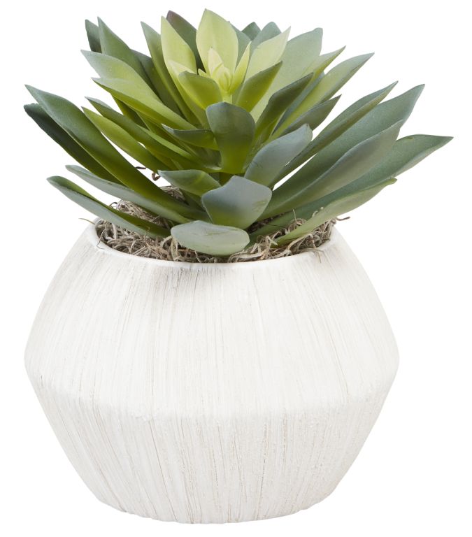 6" Avon Pot with Succulent AR1015