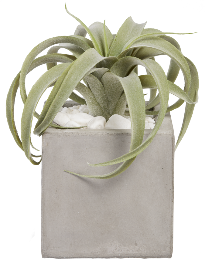 6" Balboa with Airplant AR1019