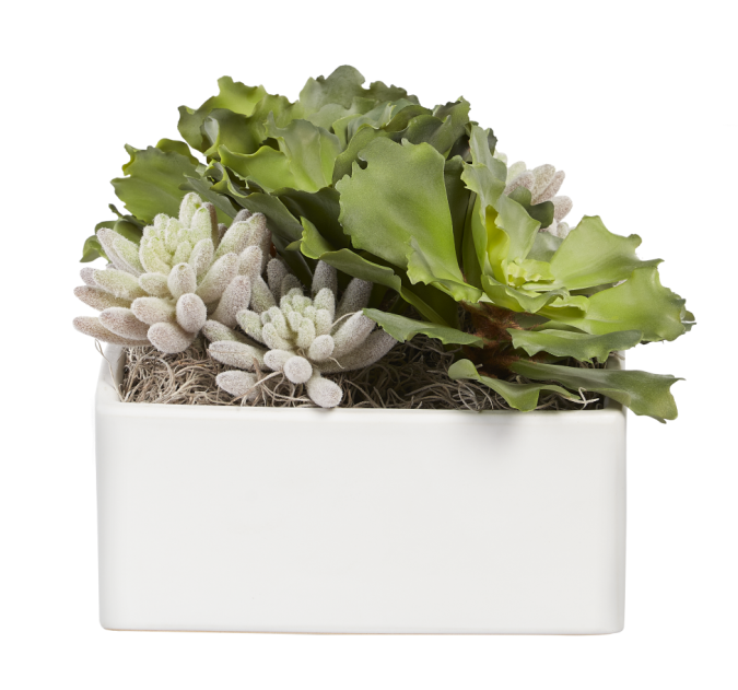 9" Sebastian Square Planter with Mixed Succulents   AR1021