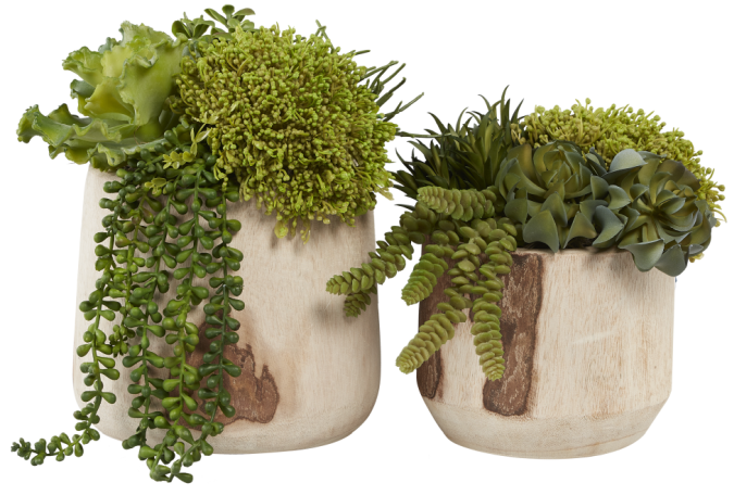 9" Sedona Wood Bowl with Mixed Succulents AR1026