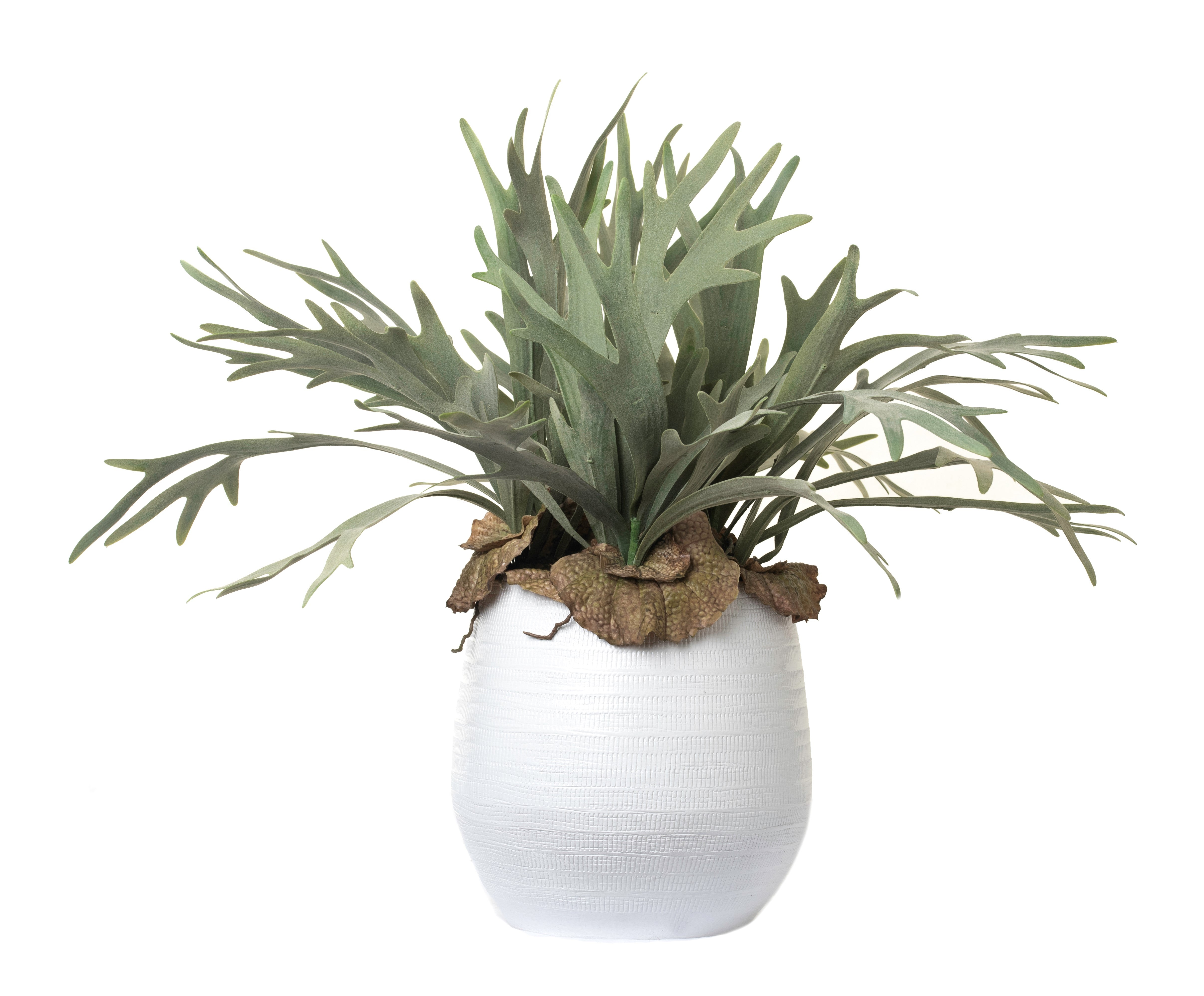 11" Benji Pot with Staghorn Fern Arrangement AR1090