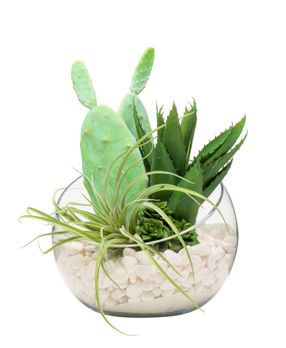 12" Bubba Slant Glass Bowl with Cactus & Aloe Arrangement  AR1162