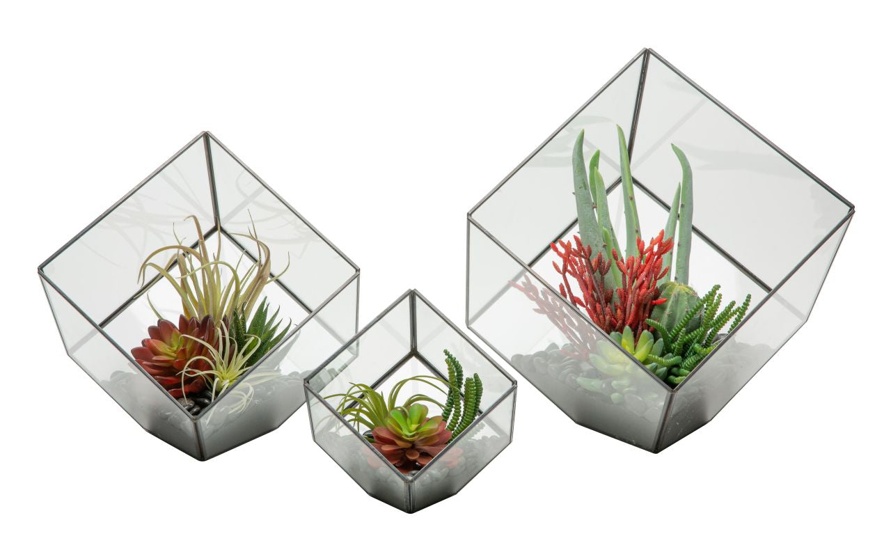 Berkley Terrarium Collection Black Rimmed GL1014