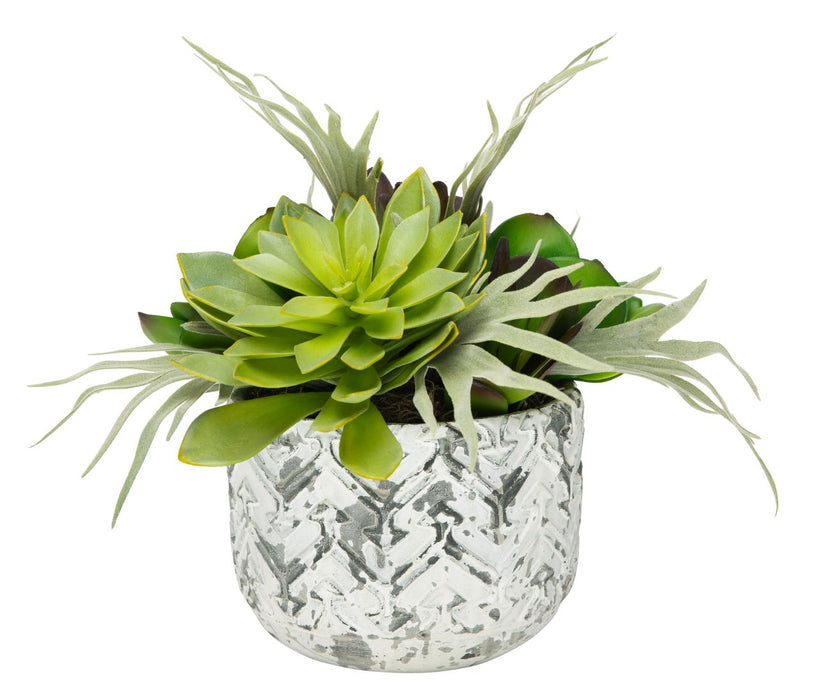 8" Chevy Pot  with Succulent Arrangement   AR1185