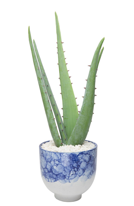 6" Ellory Pot with Aloe    AR1186