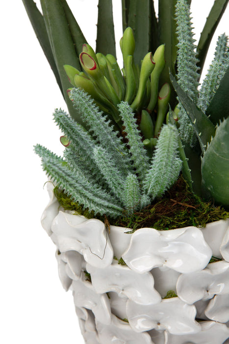 6" Mandy Pot with Succulent and Aloe Arrangement   AR1190