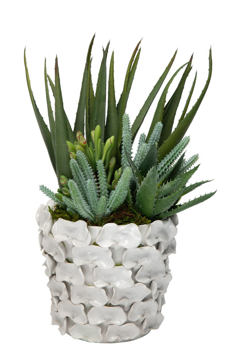 6" Mandy Pot with Succulent and Aloe Arrangement   AR1190