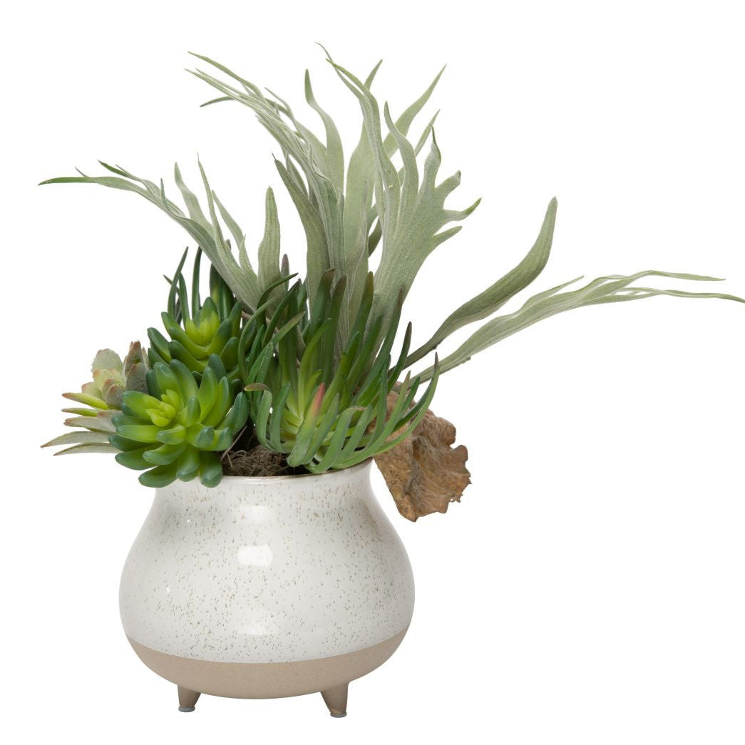 7" Blair Pot with Succulent Arrangement  AR1193