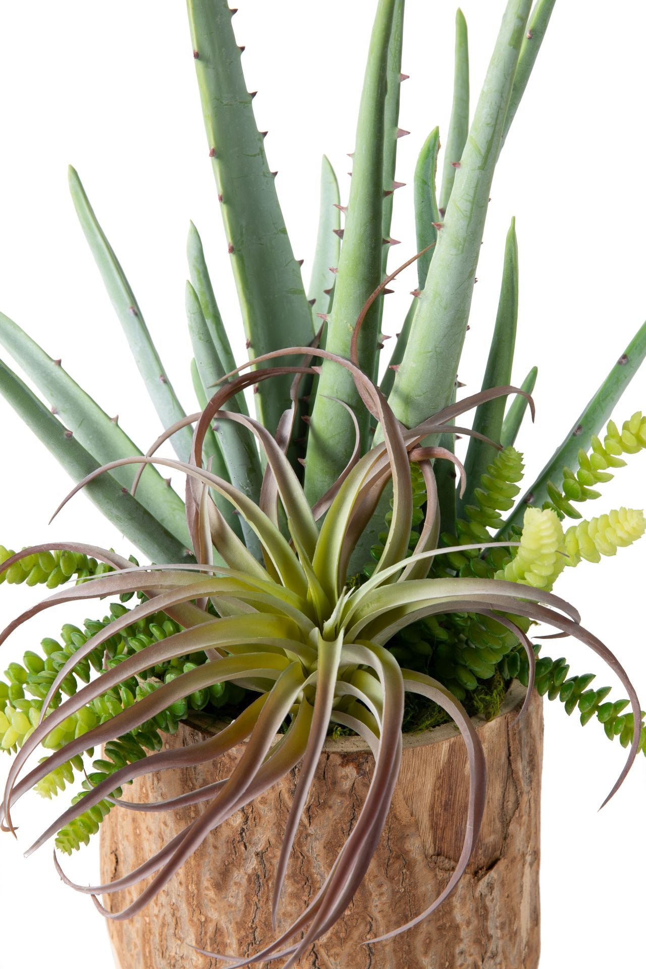 Aloe Arrangement in 9" Sedona Pot AR1197