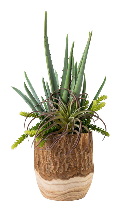 Aloe Arrangement in 9" Sedona Pot AR1197
