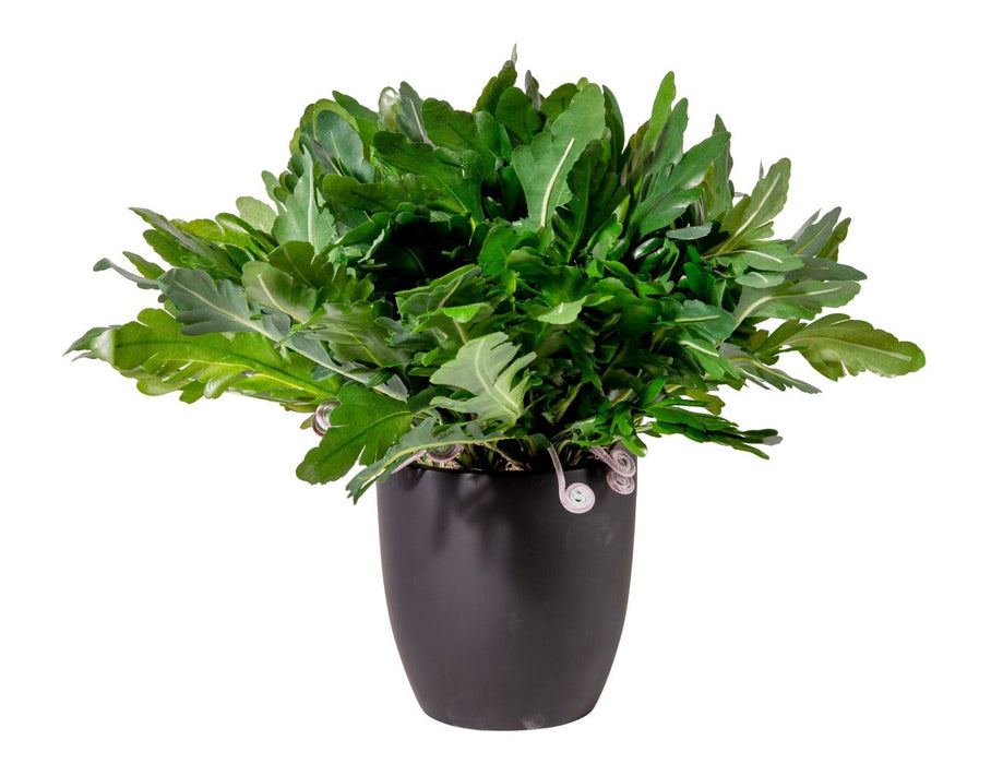 6" Hayden with Birds Nest Ferns  AR1202