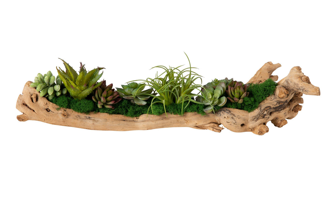 14" Charleston Mulberry Root with Succulent Arrangement  AR1207