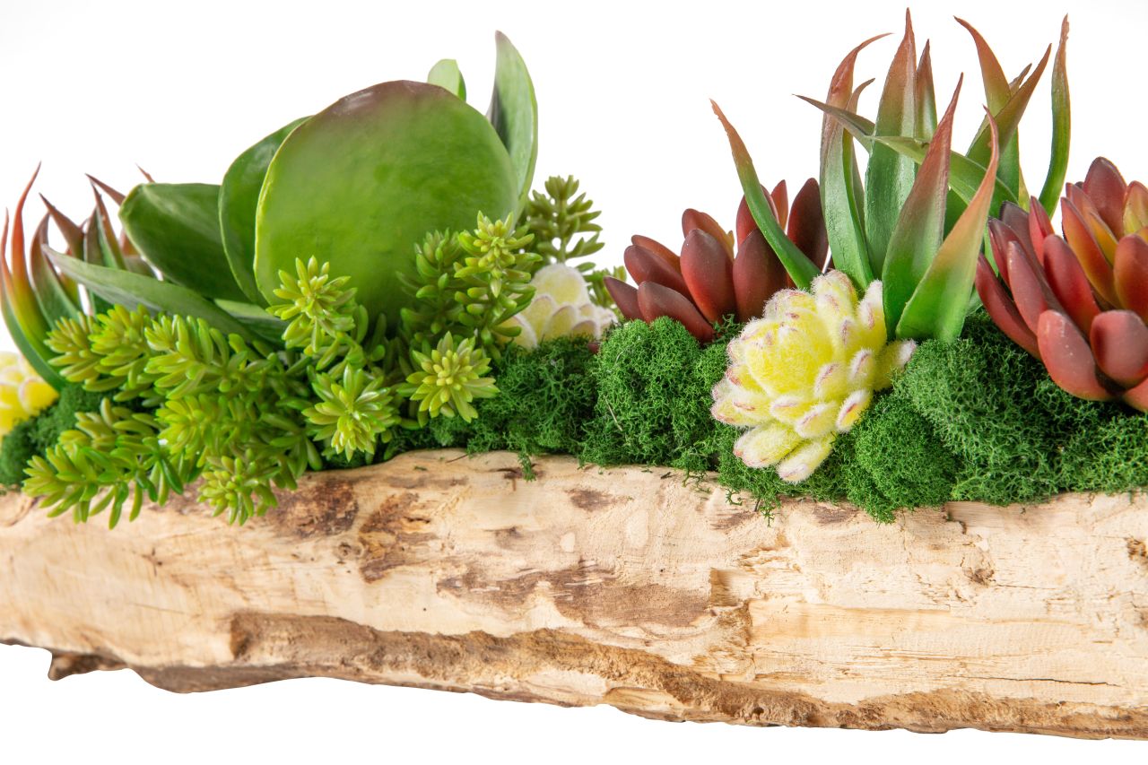 36" Charleston Driftwood with Succulent Arrangement AR1210