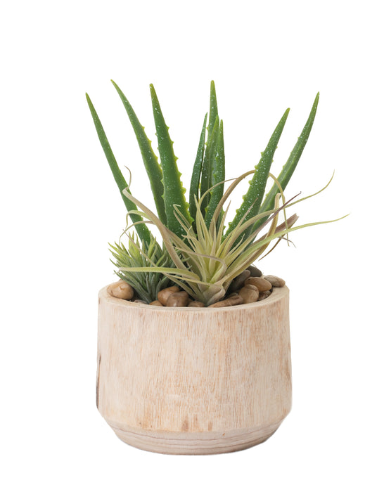 7" Sedona Pot with Aloe Arrangement AR1227