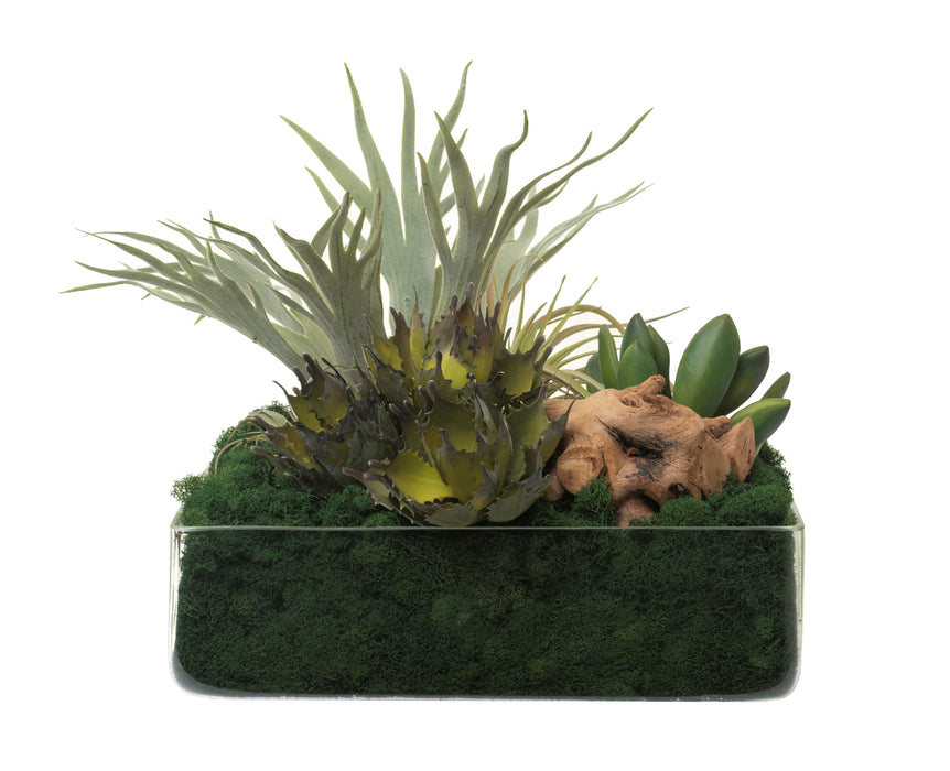 14" Shally Square Bowl with Staghorn Fern Arrangement AR1250