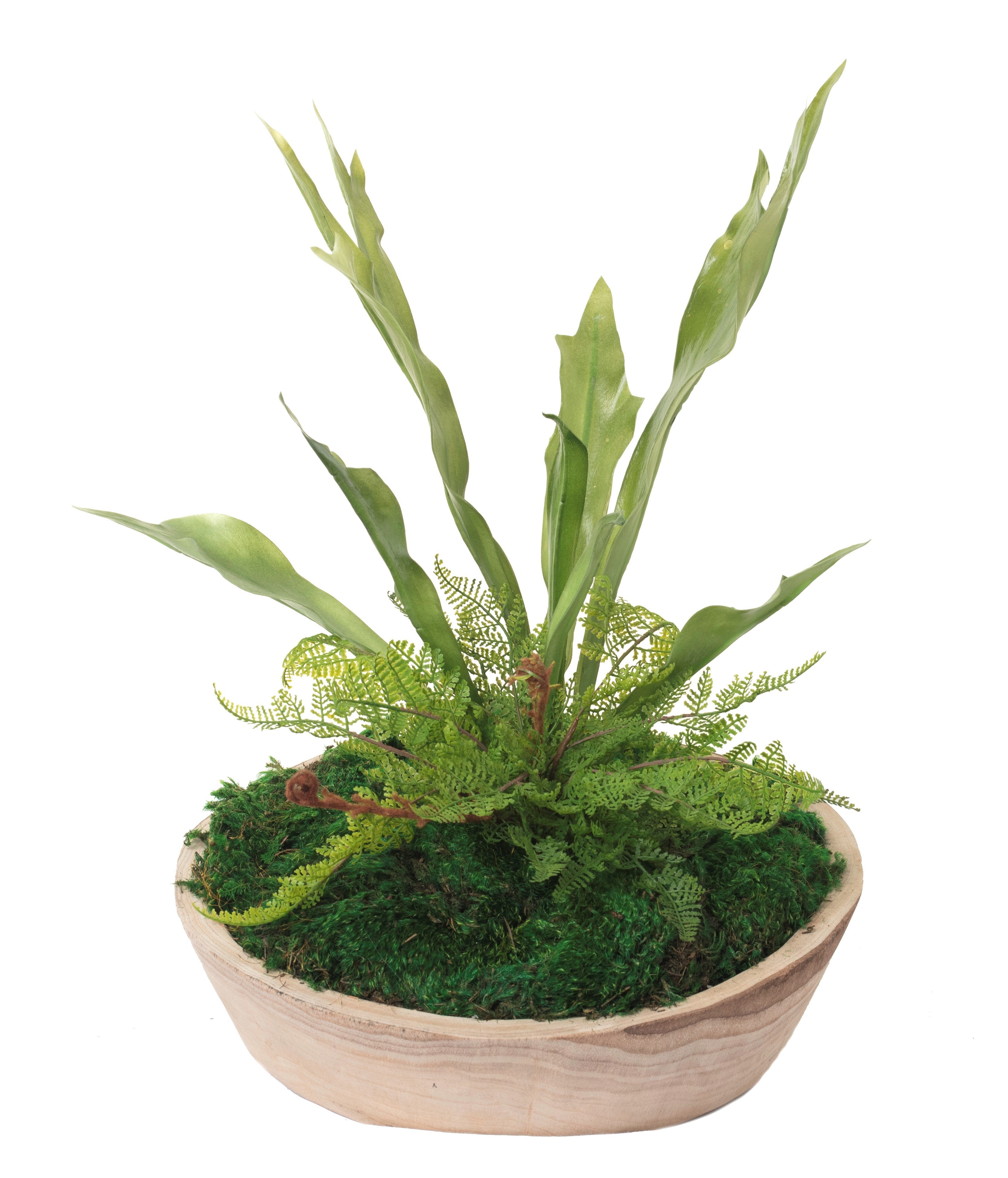 16" Sedona Bowl with Staghorn Fern Arrangement AR1257