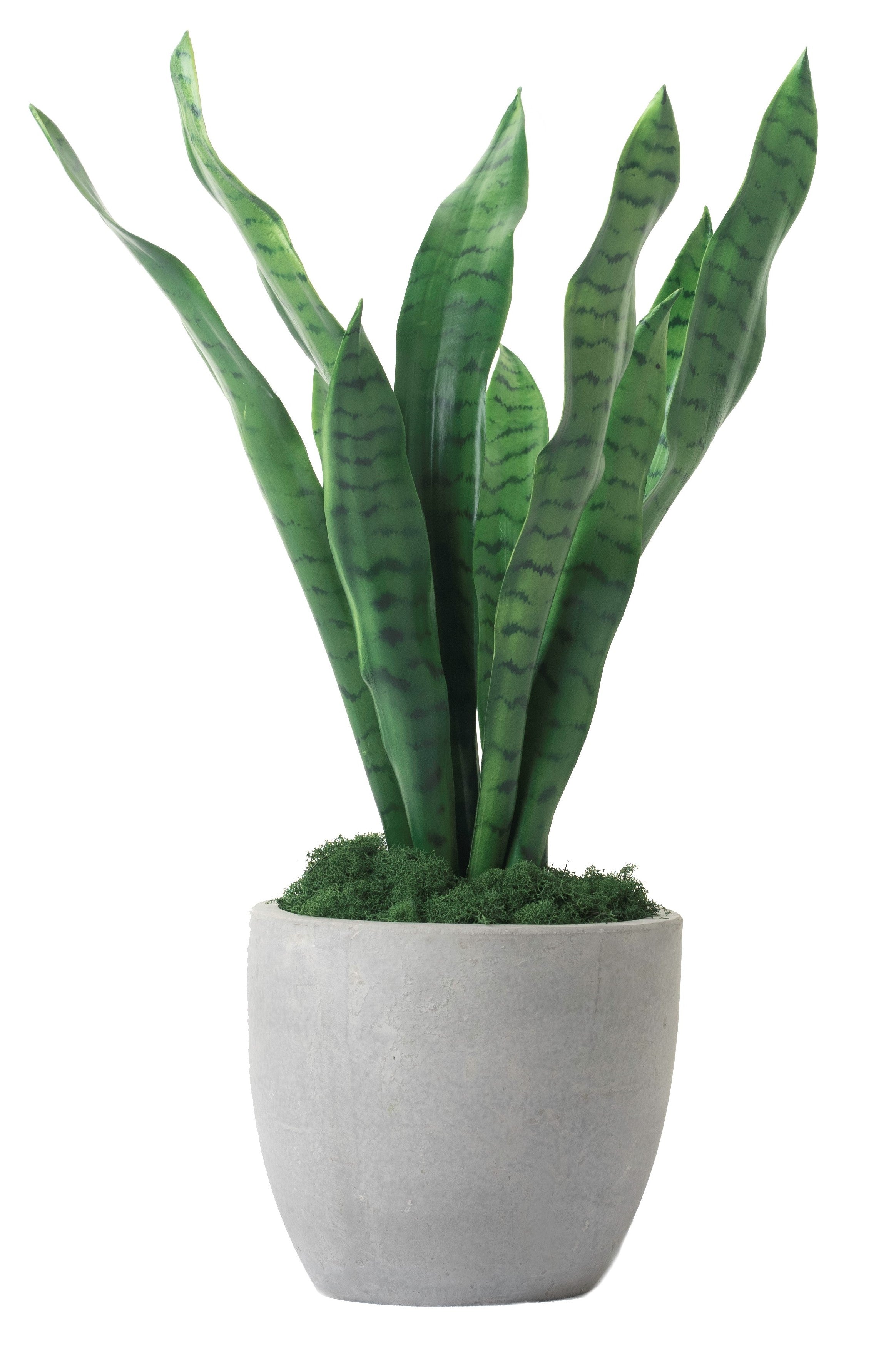 8" Mack Pot with Snake Plant AR1261